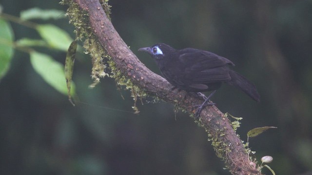 Zeledon's Antbird - ML613383250