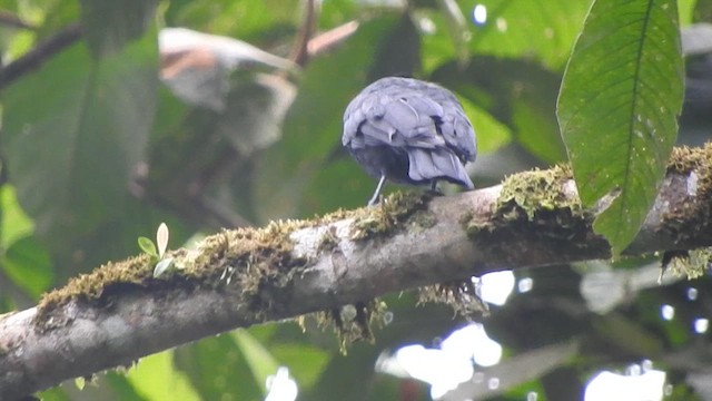 Purple-throated Fruitcrow - ML613383251