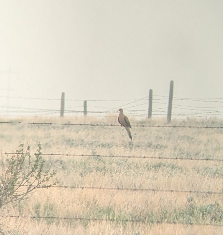 Mourning Dove - Caleb Catto