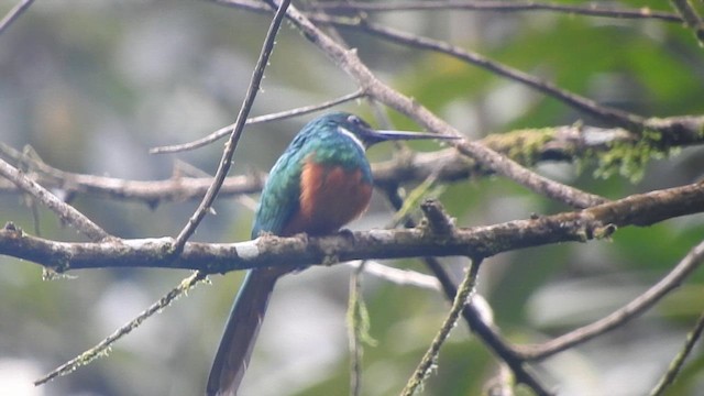 Rufous-tailed Jacamar - ML613383308