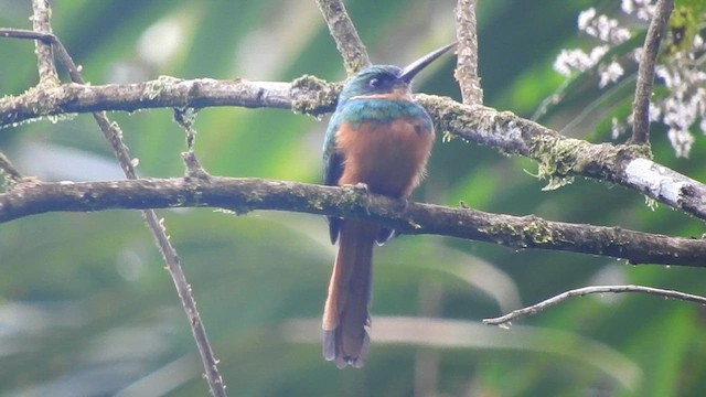 Jacamar à queue rousse - ML613383314