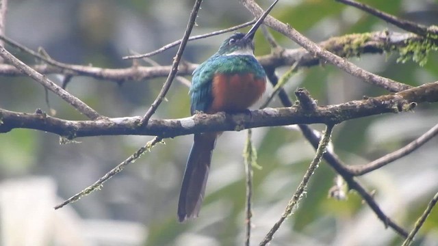 Jacamar à queue rousse - ML613383317