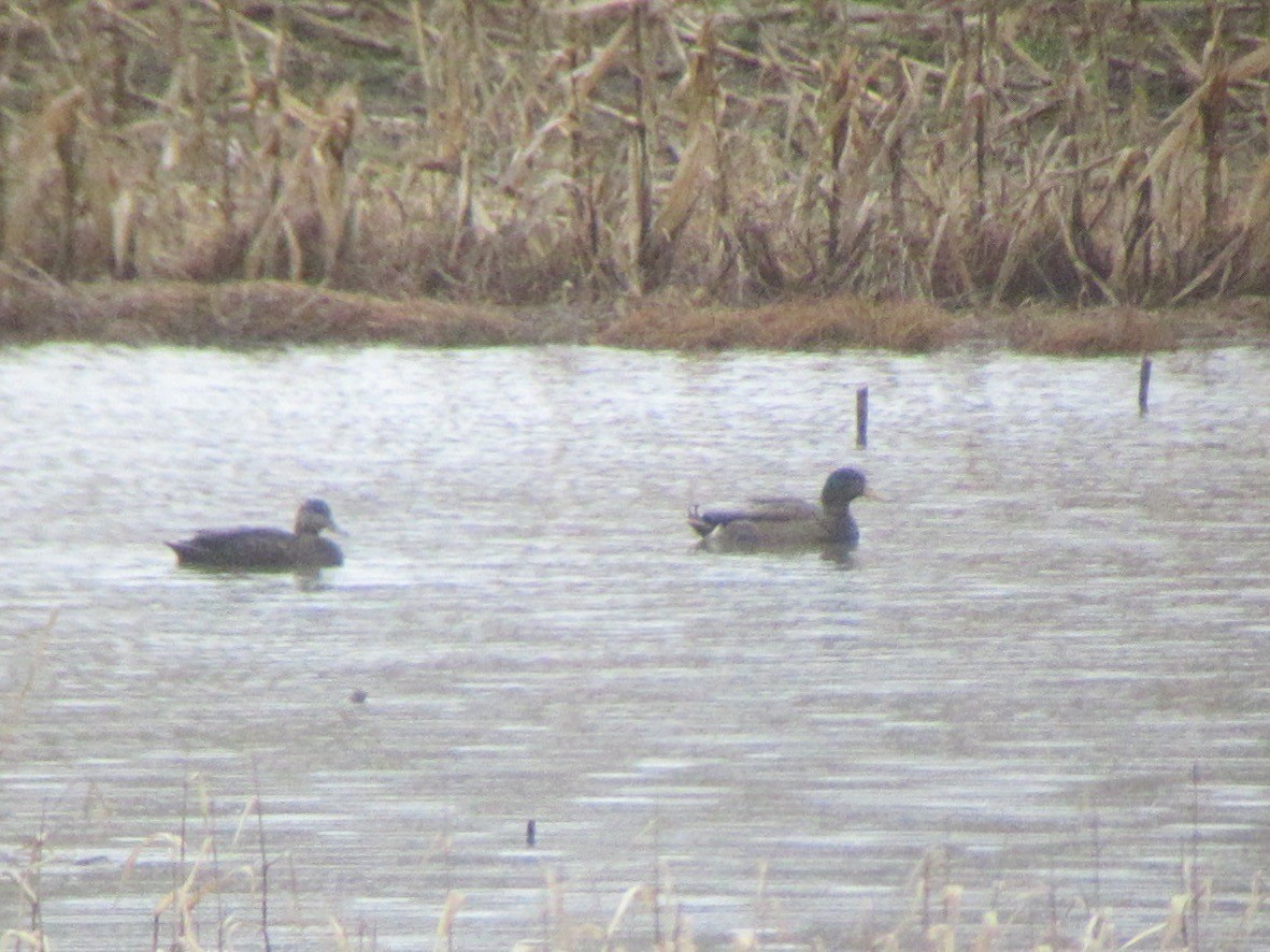 Mallard x American Black Duck (hybrid) - ML613383319