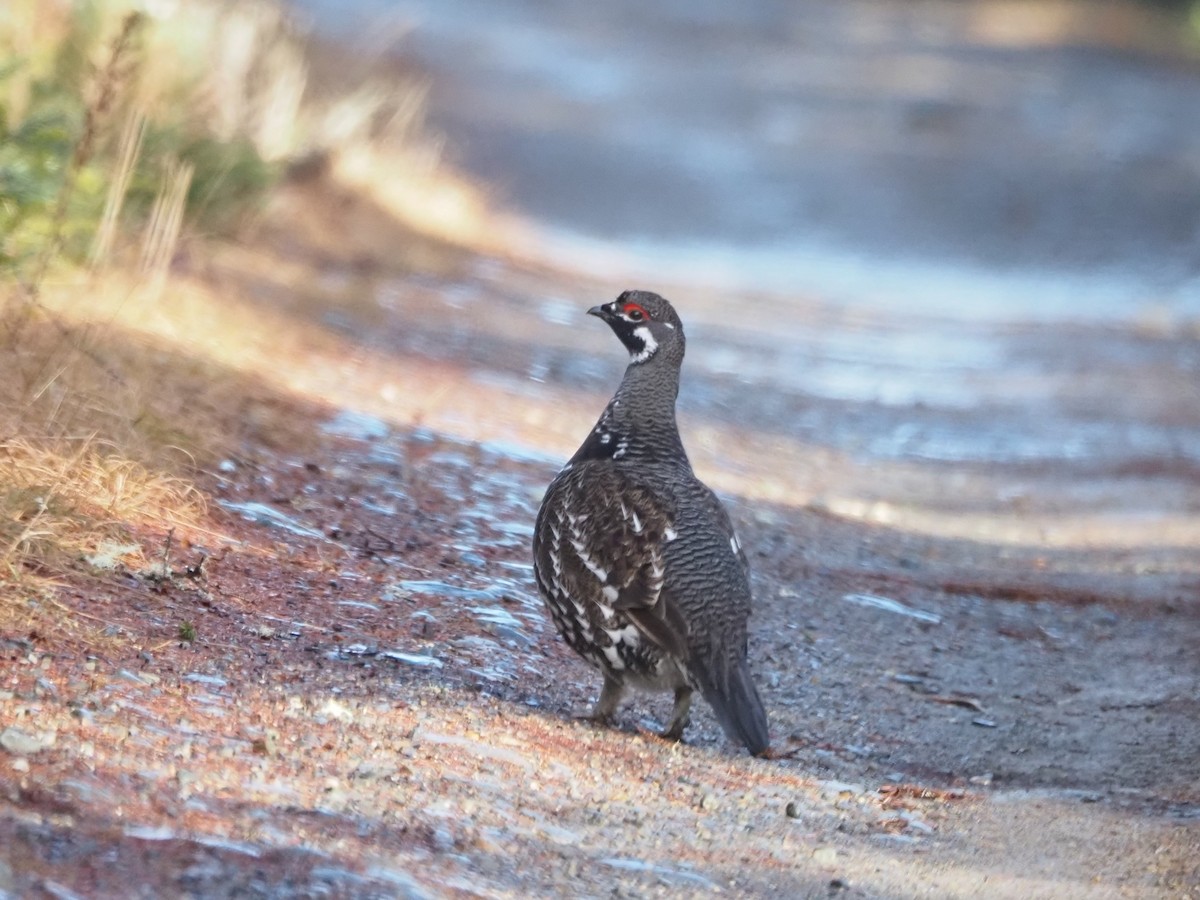 Spruce Grouse - ML613383340