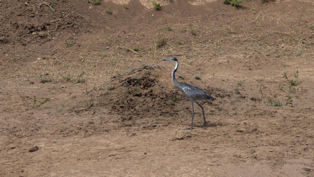 Black-headed Heron - ML613383415