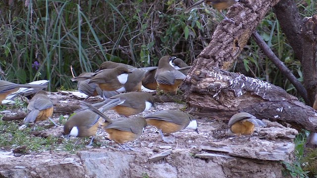 White-throated Laughingthrush - ML613383474