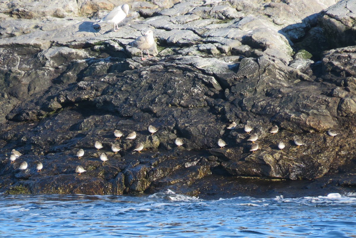 Purple Sandpiper - ML613383509