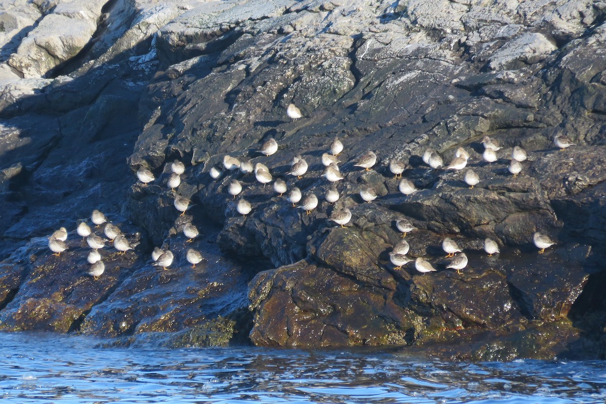 Dunlin - ML613383513