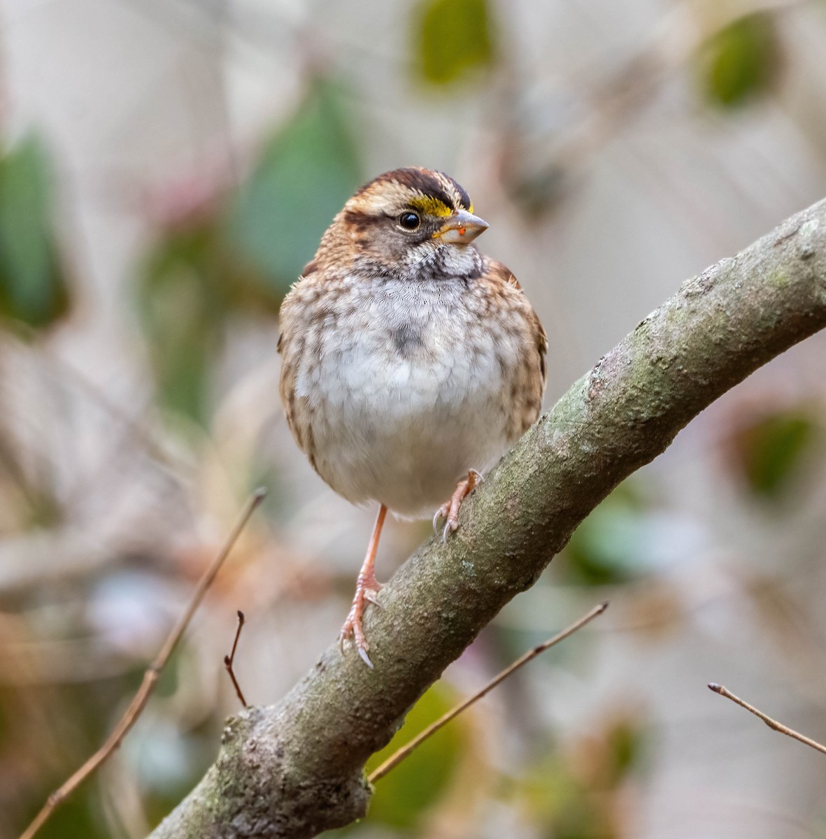 White-throated Sparrow - Eric Bodker