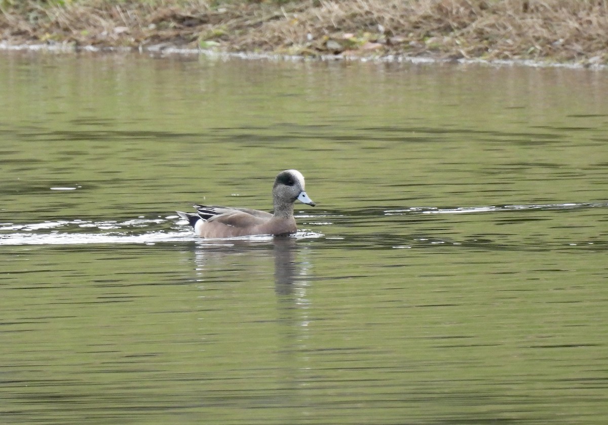 American Wigeon - ML613383538