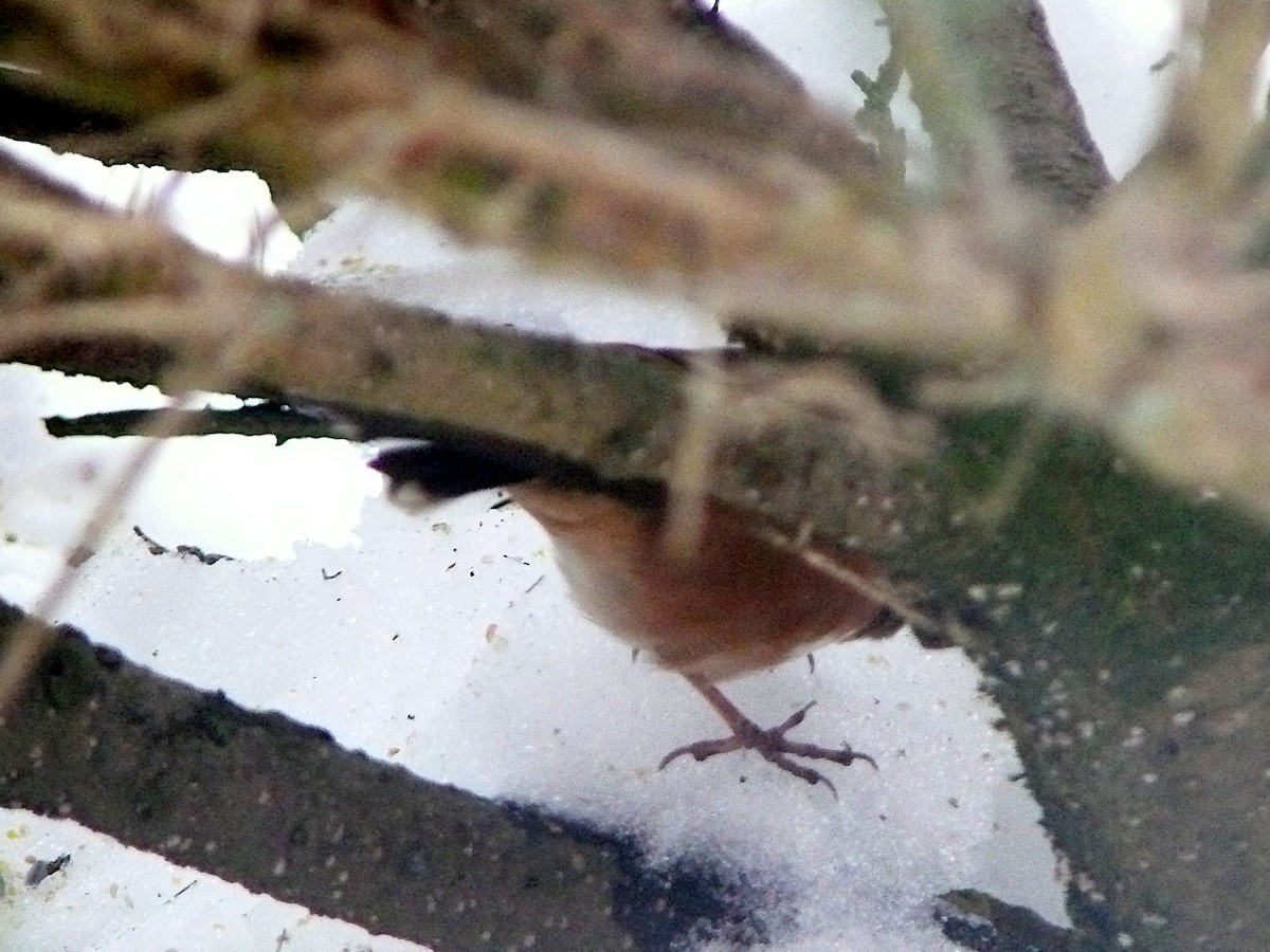 Eastern Towhee - Ken Klapper