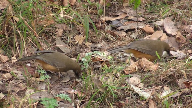 White-throated Laughingthrush - ML613383612