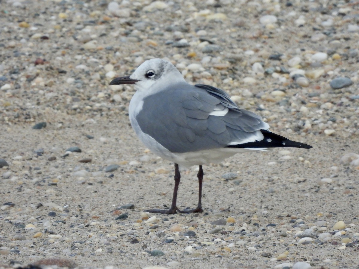 Laughing Gull - ML613383638