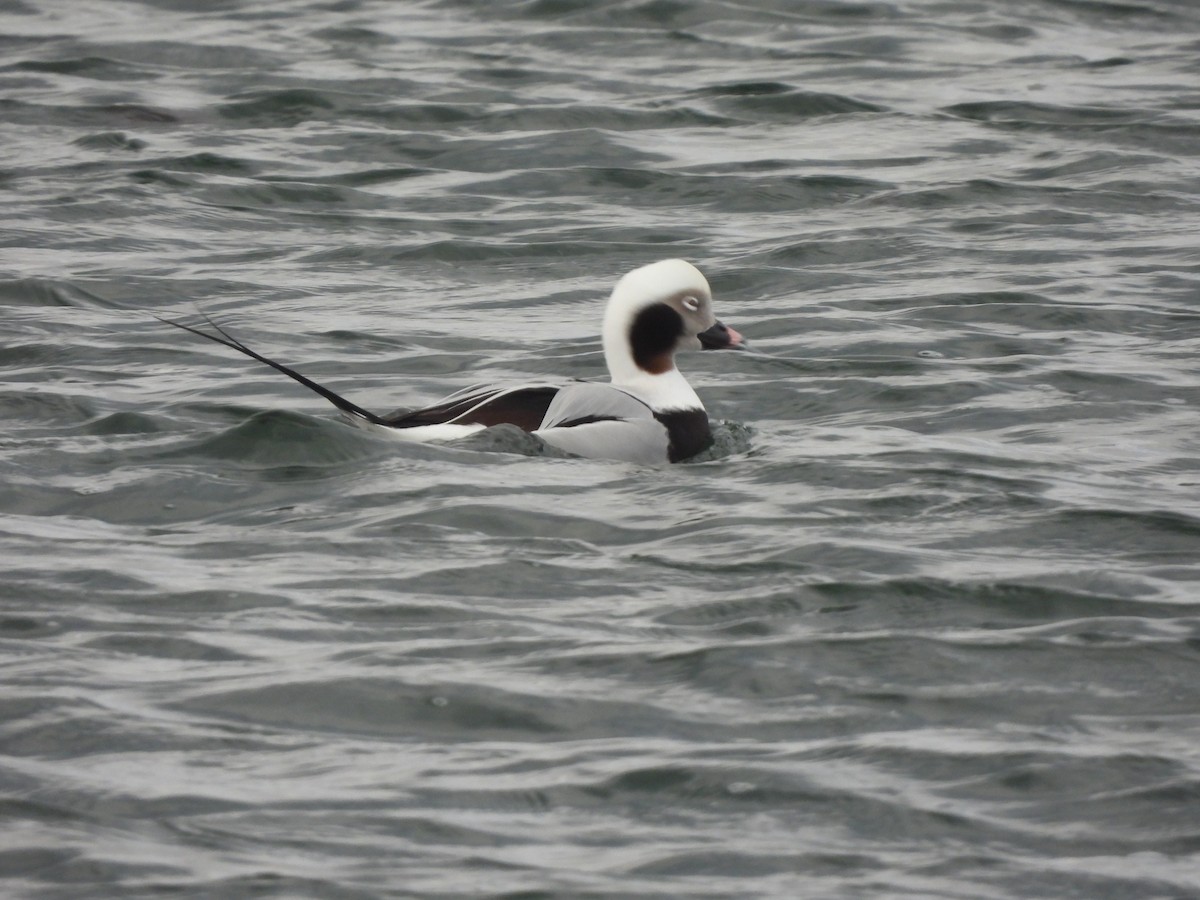 Long-tailed Duck - ML613383652