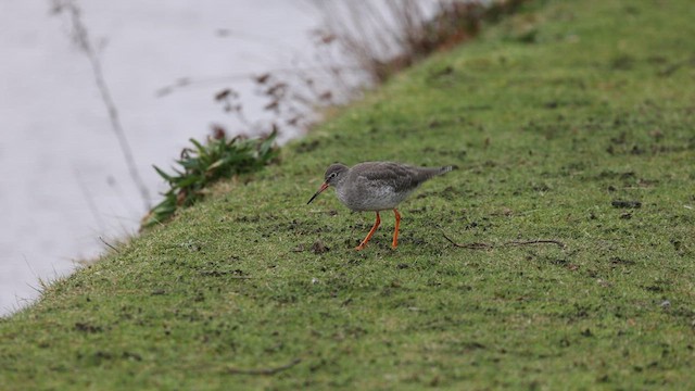 Common Redshank - ML613383679