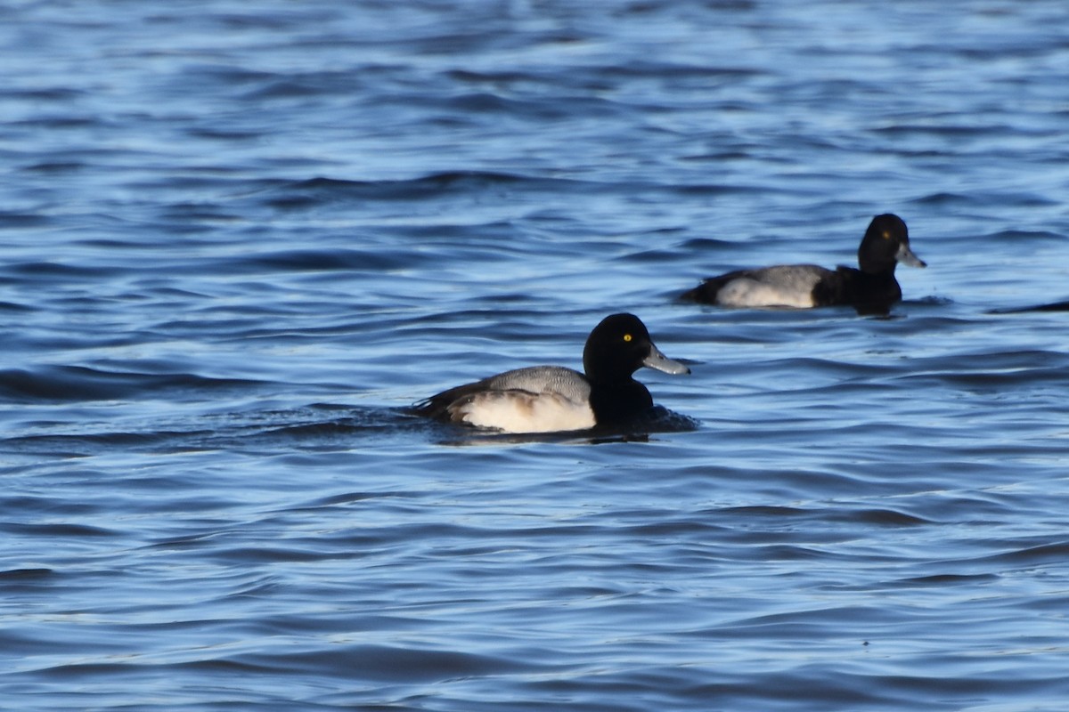 Greater Scaup - ML613383706