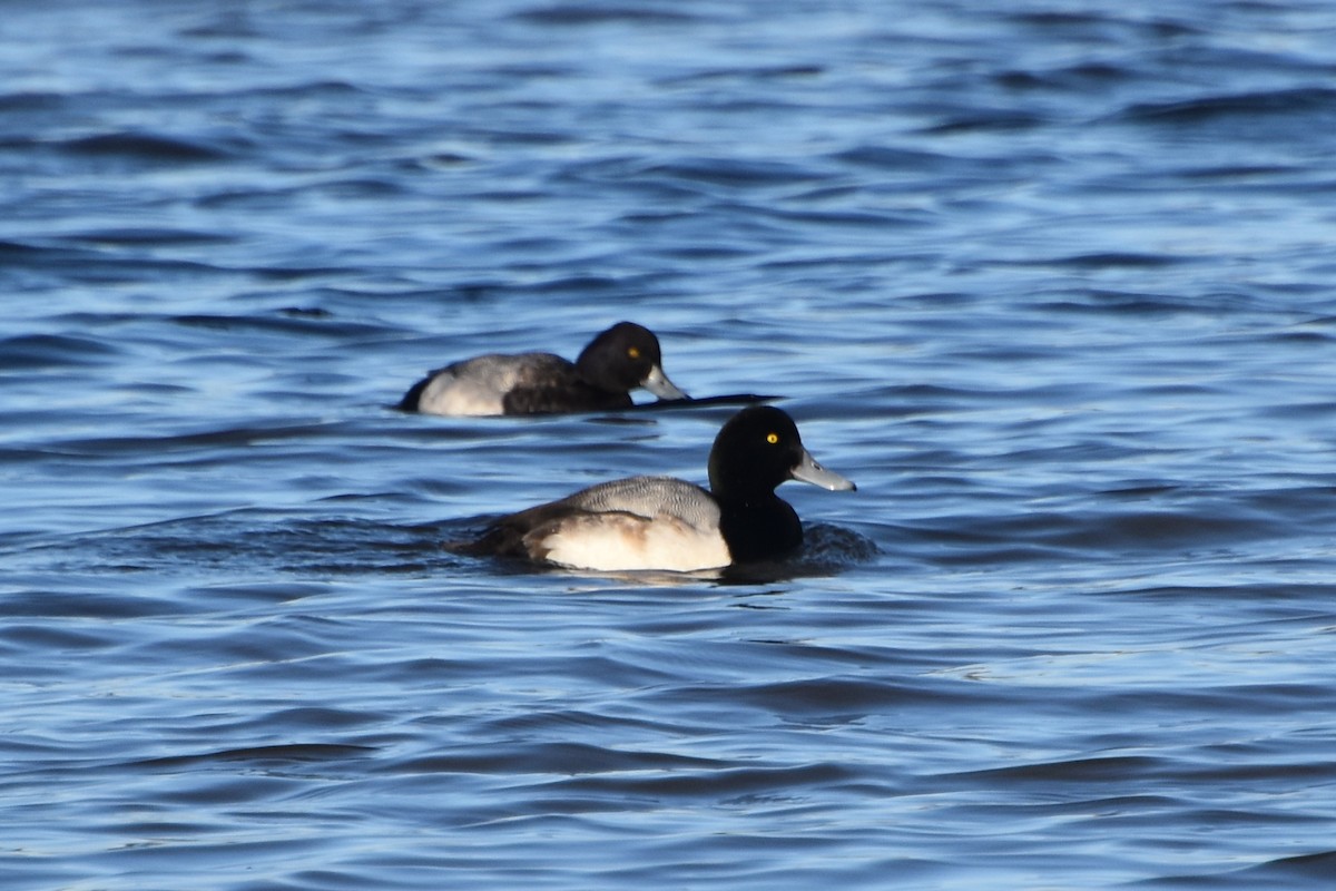 Greater Scaup - ML613383707