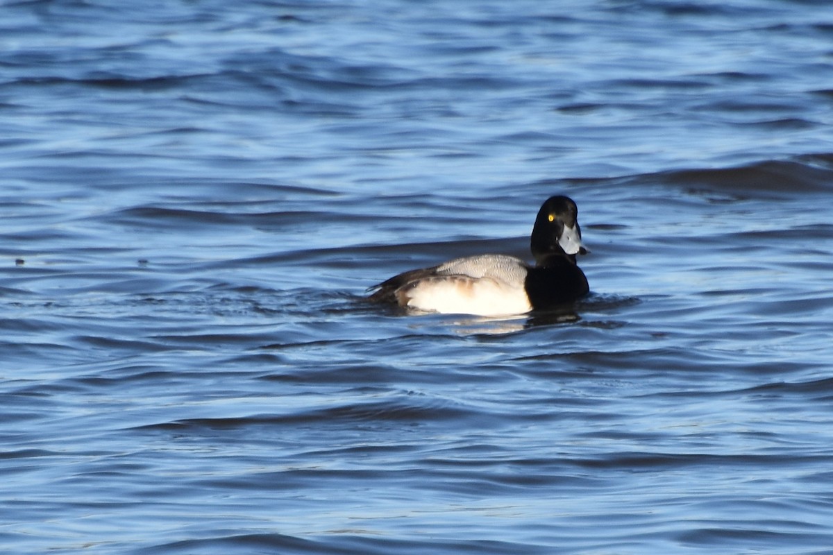 Greater Scaup - ML613383708