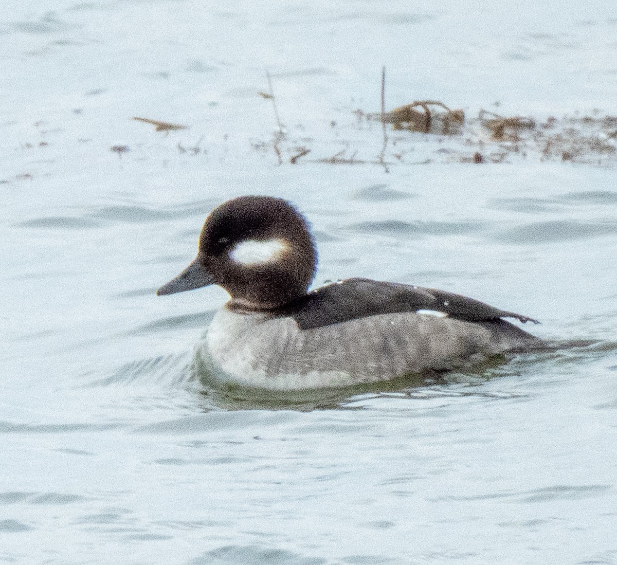 Bufflehead - Kathryn Carson