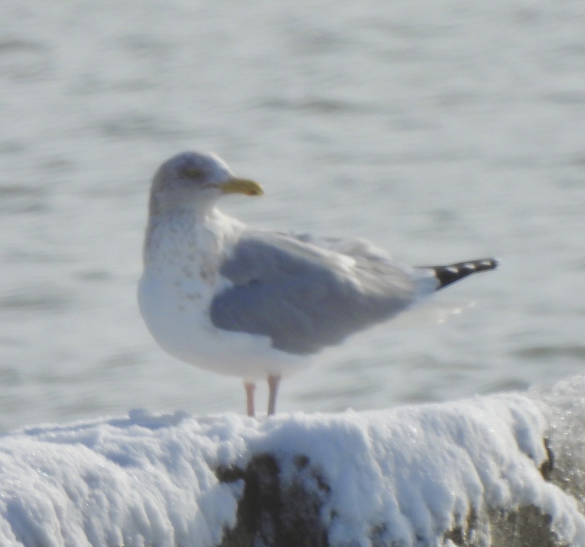 Herring Gull - ML613383717