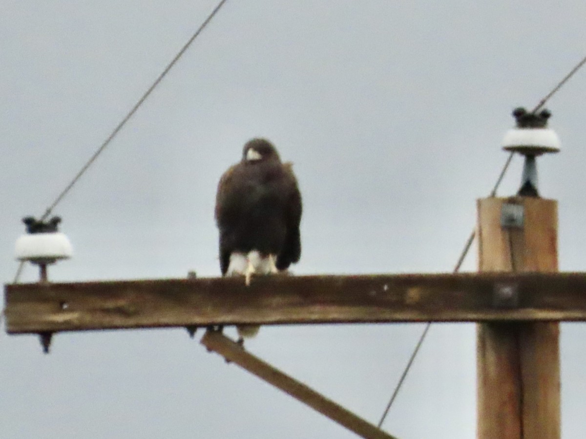 Harris's Hawk - ML613383794