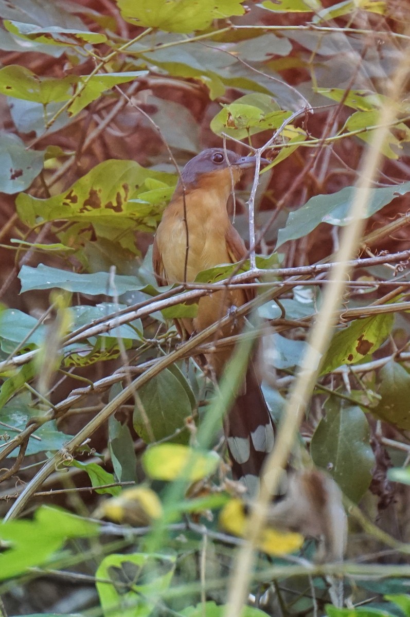 Gray-capped Cuckoo - ML613383798