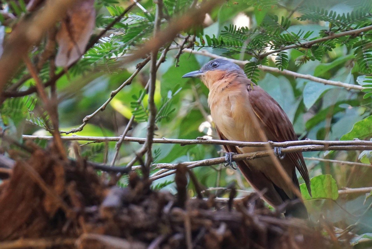 Gray-capped Cuckoo - ML613383799