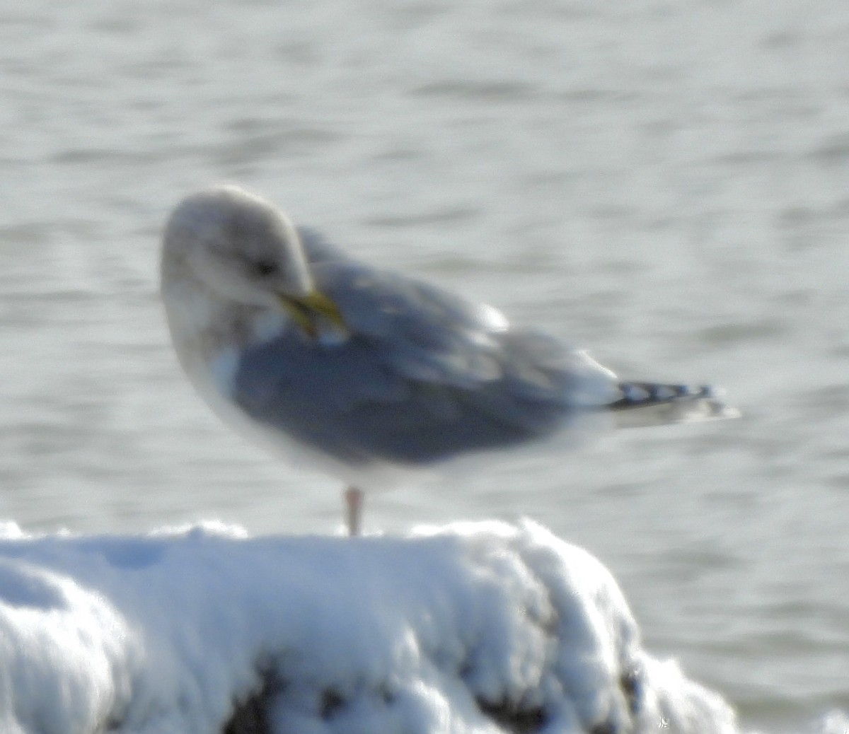 Iceland Gull (Thayer's) - ML613383816