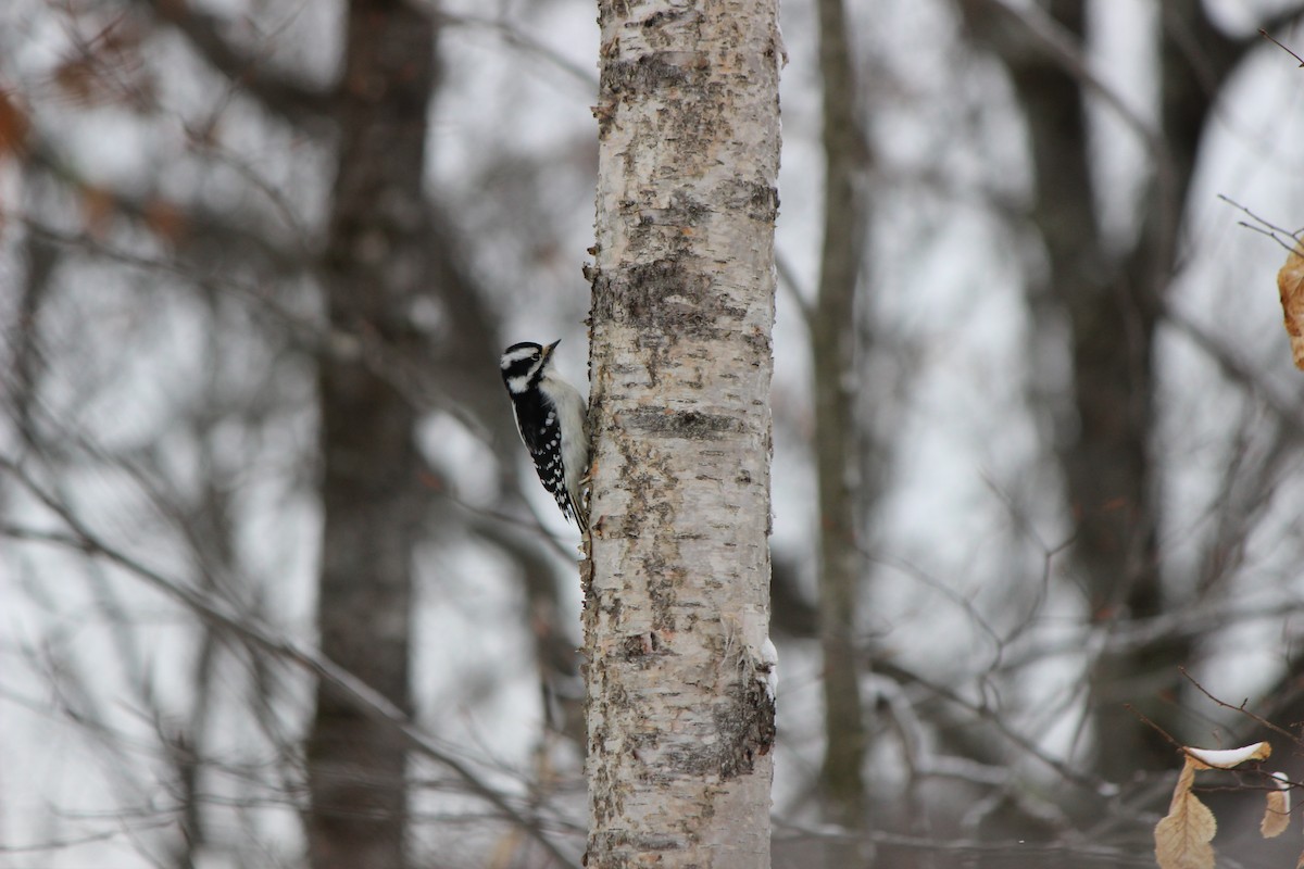 Downy Woodpecker - ML613383826