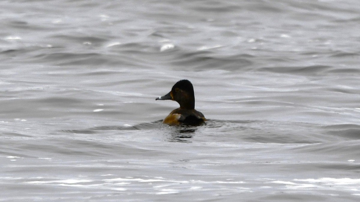 Ring-necked Duck - ML613383849