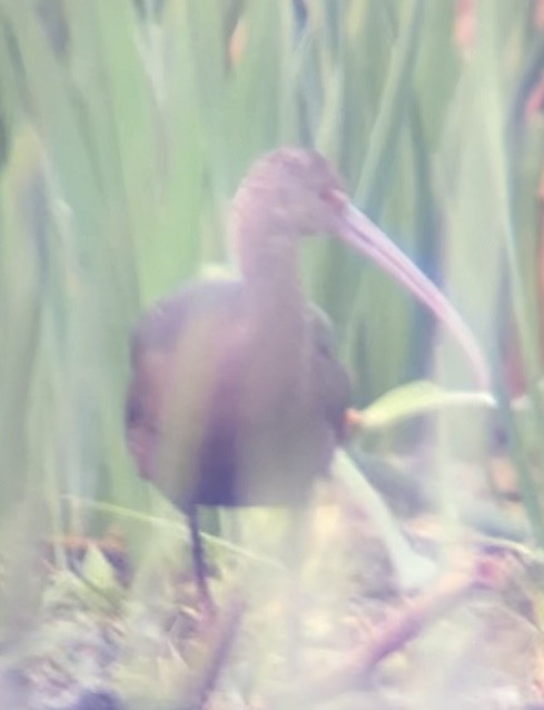 White-faced Ibis - ML613383896