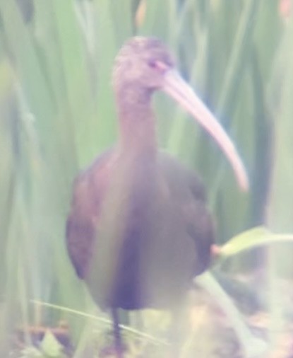 ibis americký - ML613383897