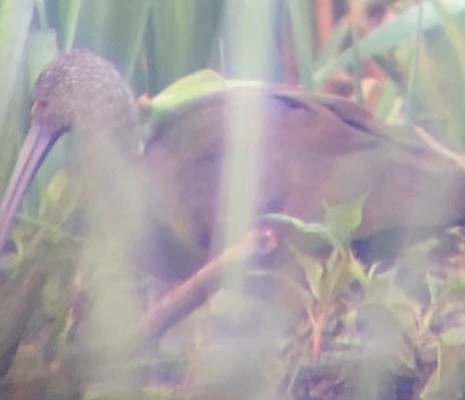 White-faced Ibis - ML613383898