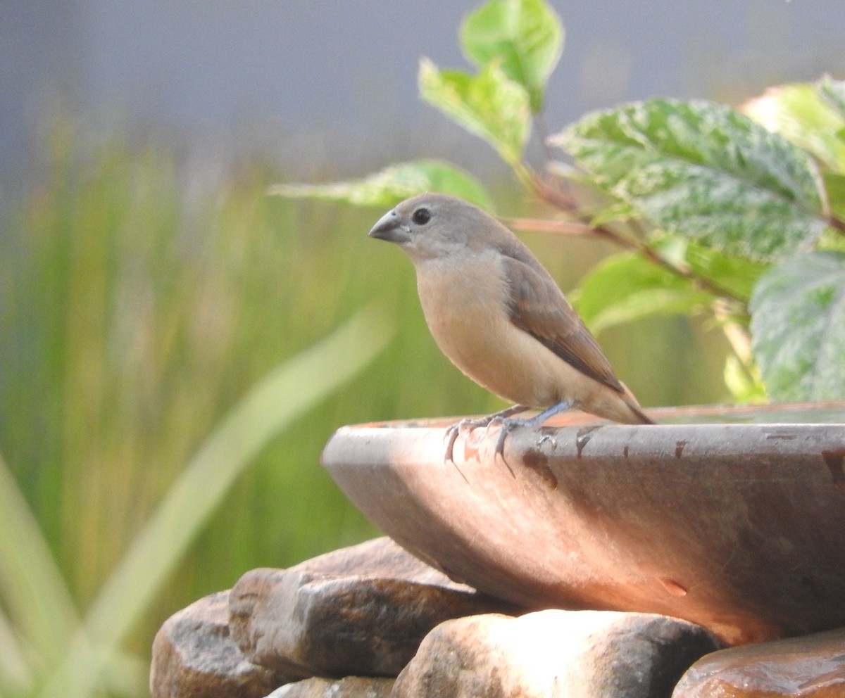 Pale-headed Munia - Sandy Gayasih