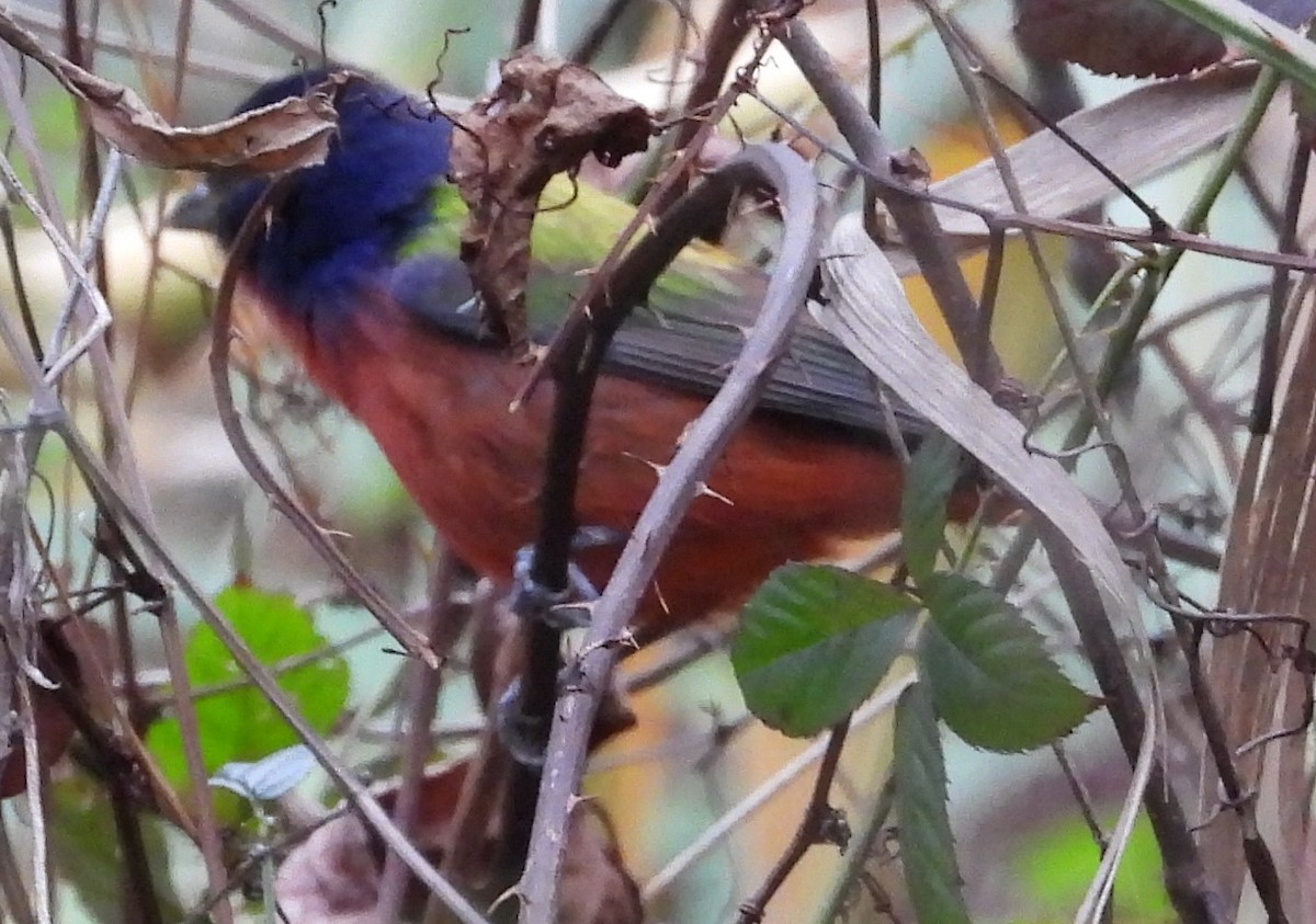 Painted Bunting - ML613383976