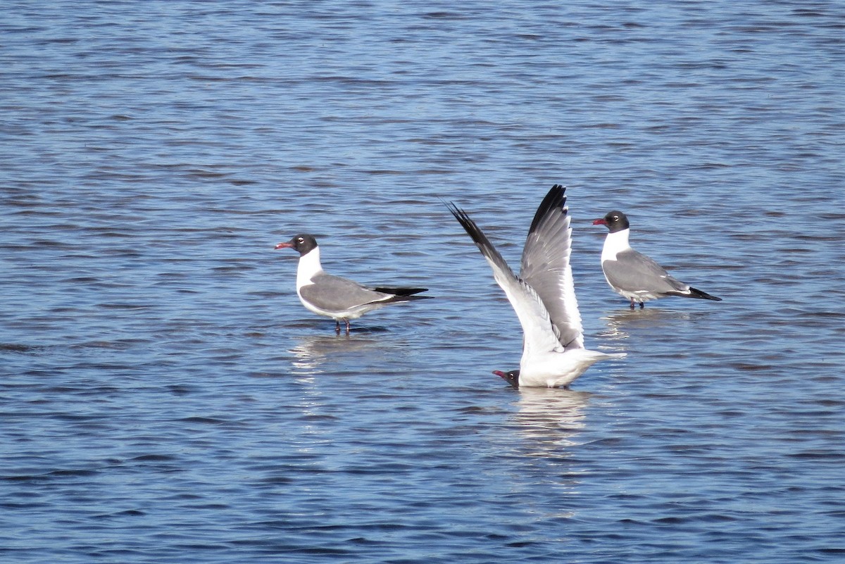 Laughing Gull - ML613384022