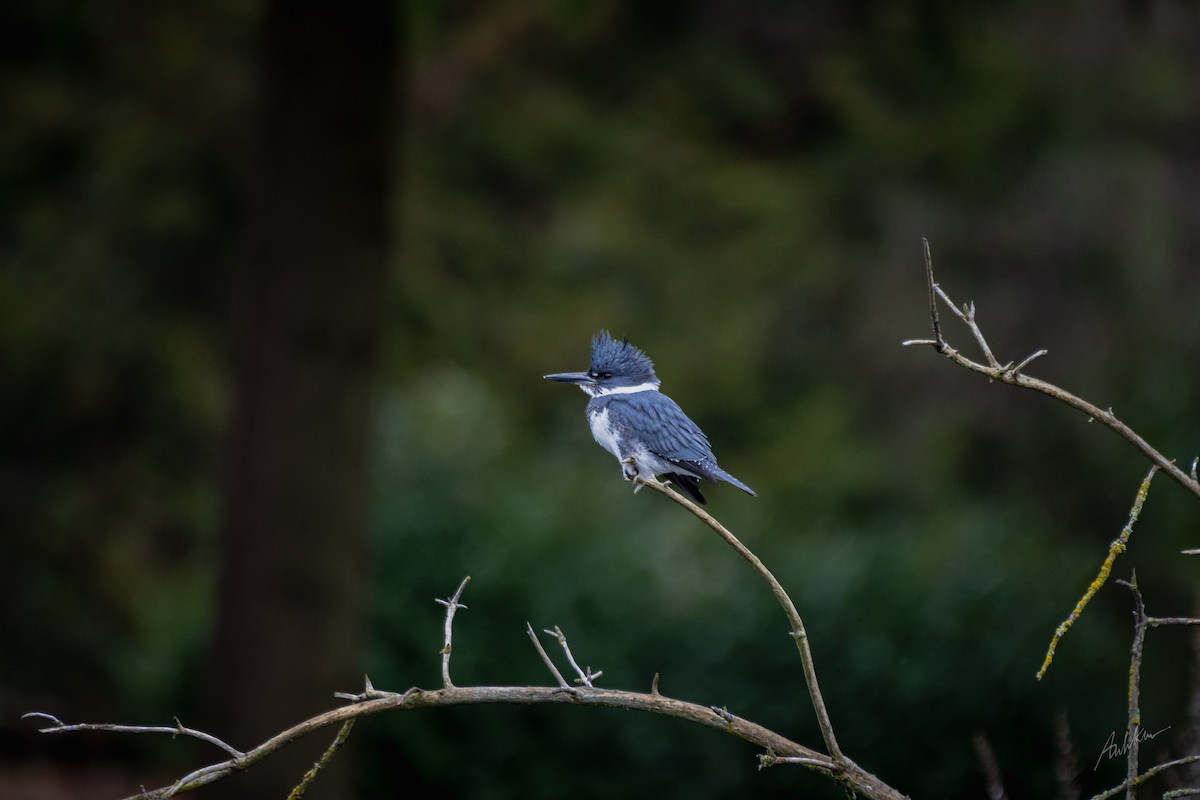 Belted Kingfisher - ML613384025