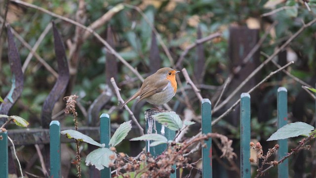 European Robin - ML613384069