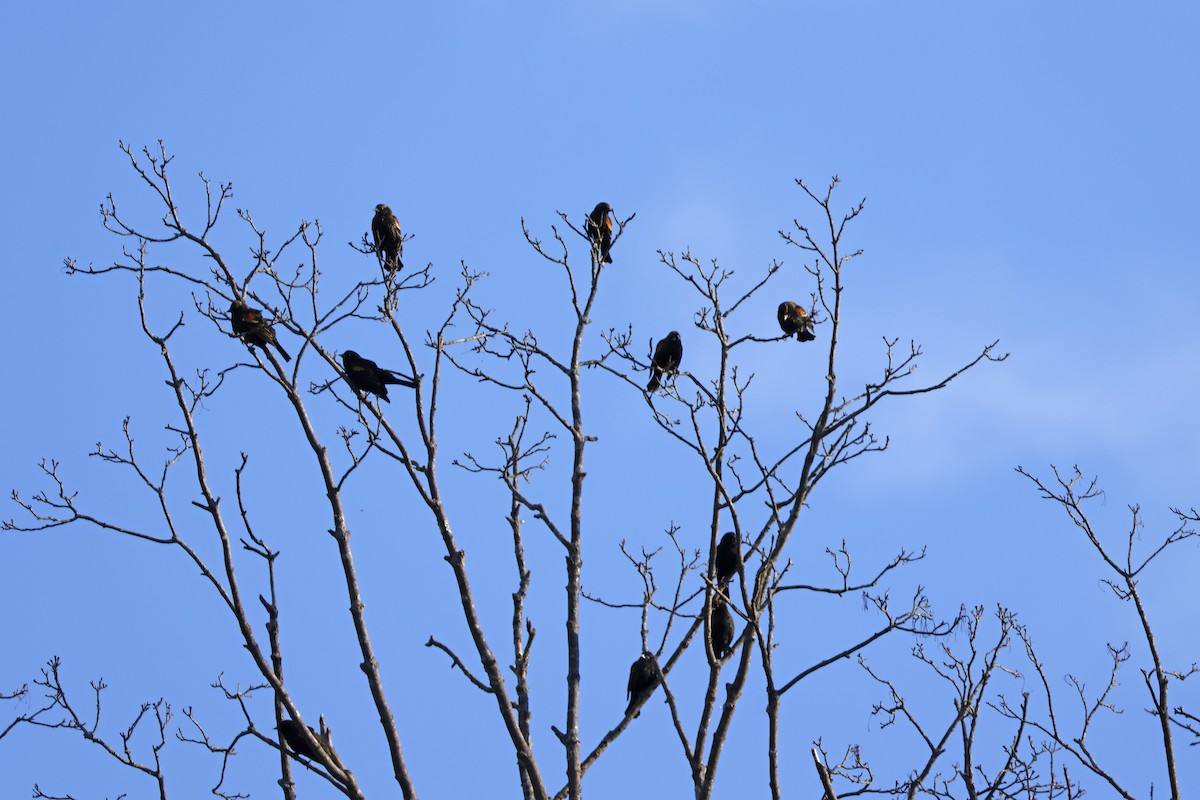 Red-winged Blackbird - Larry Therrien