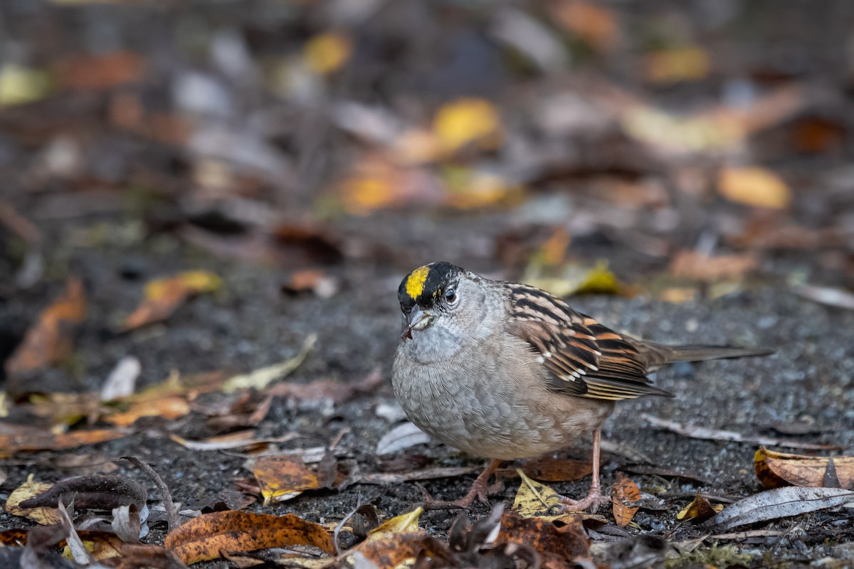 Bruant à couronne dorée - ML613384085