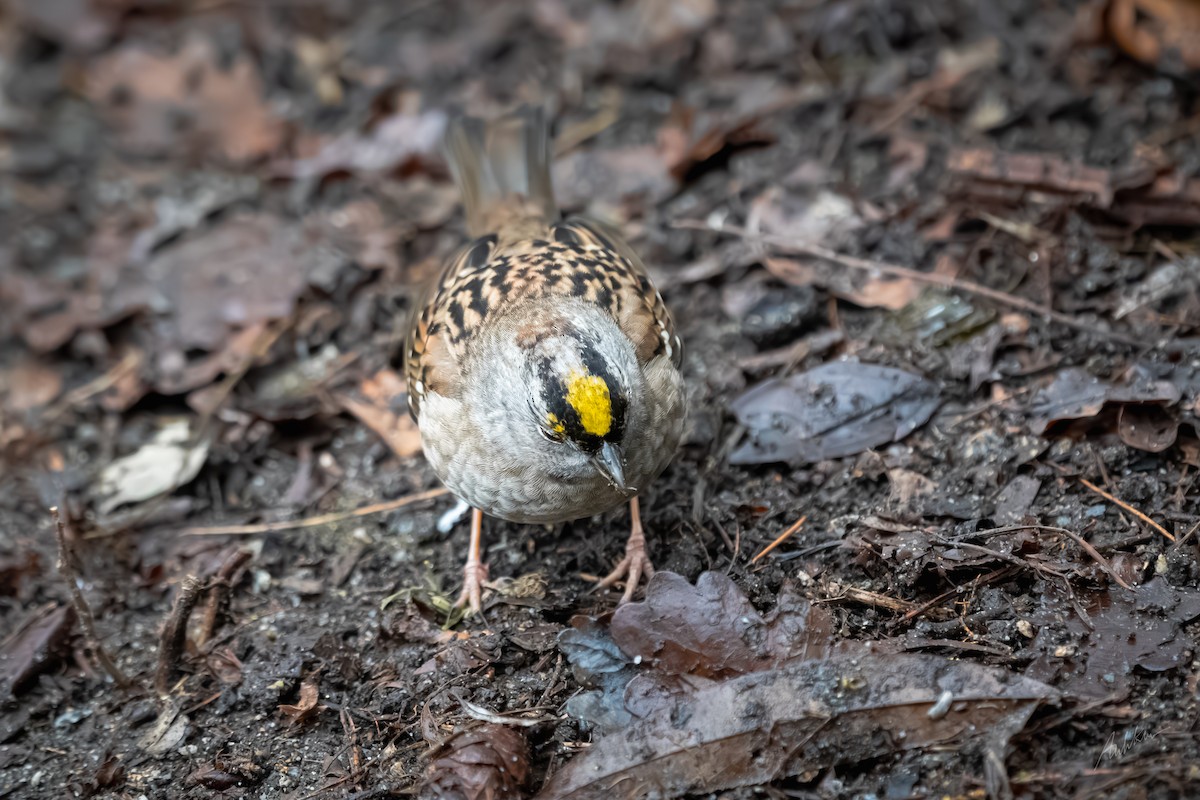 Bruant à couronne dorée - ML613384087