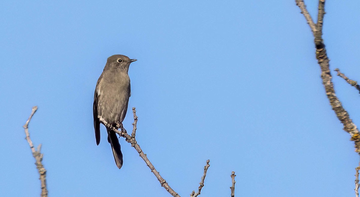Townsend's Solitaire - ML613384160
