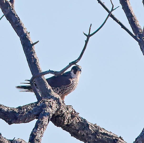 Halcón Peregrino - ML613384178