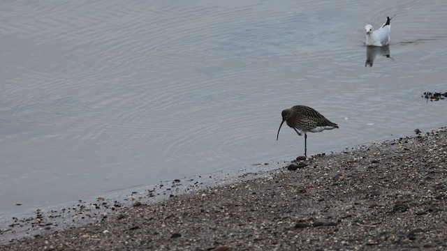 Eurasian Curlew - ML613384193