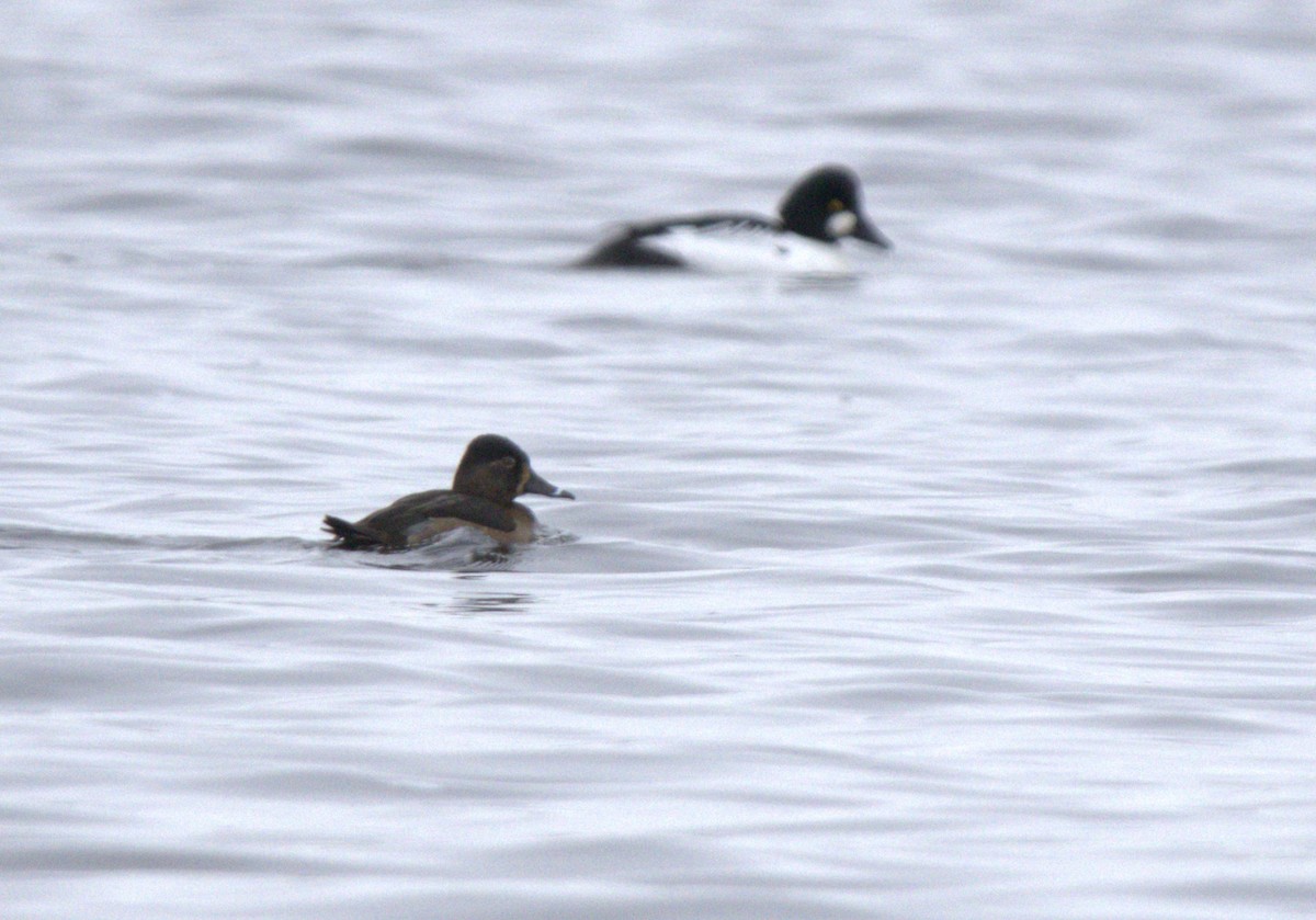 Ring-necked Duck - ML613384197