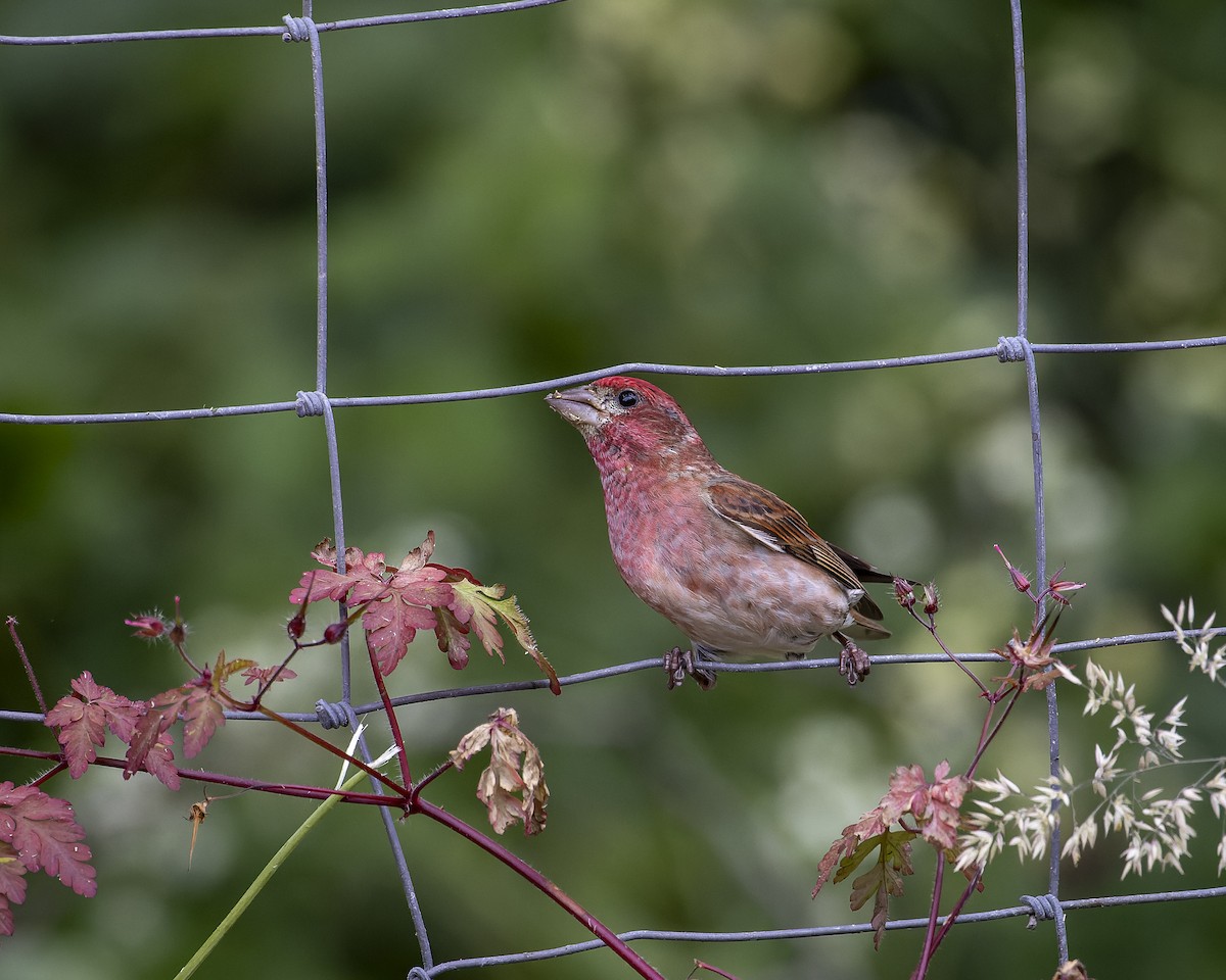 Purple Finch - ML613384306