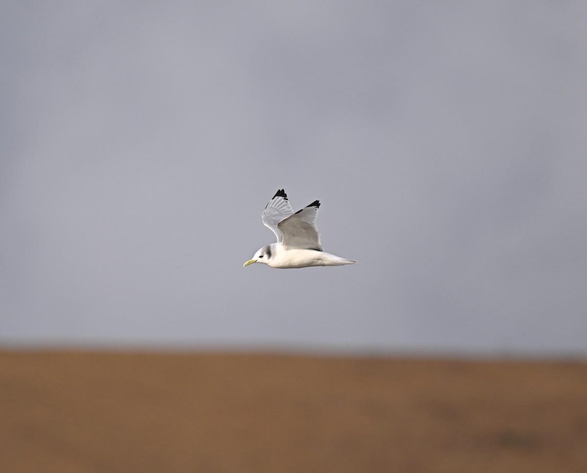 Black-legged Kittiwake - Craig Strobeck