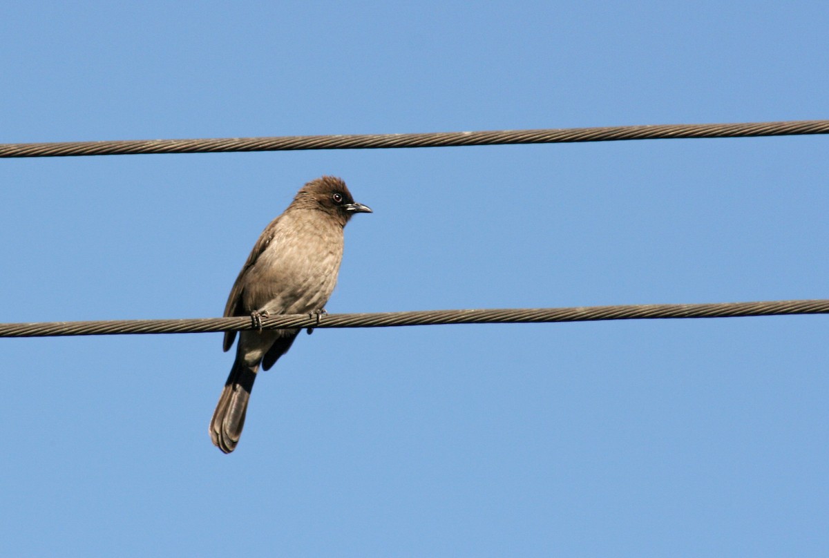 Common Bulbul - ML613384383