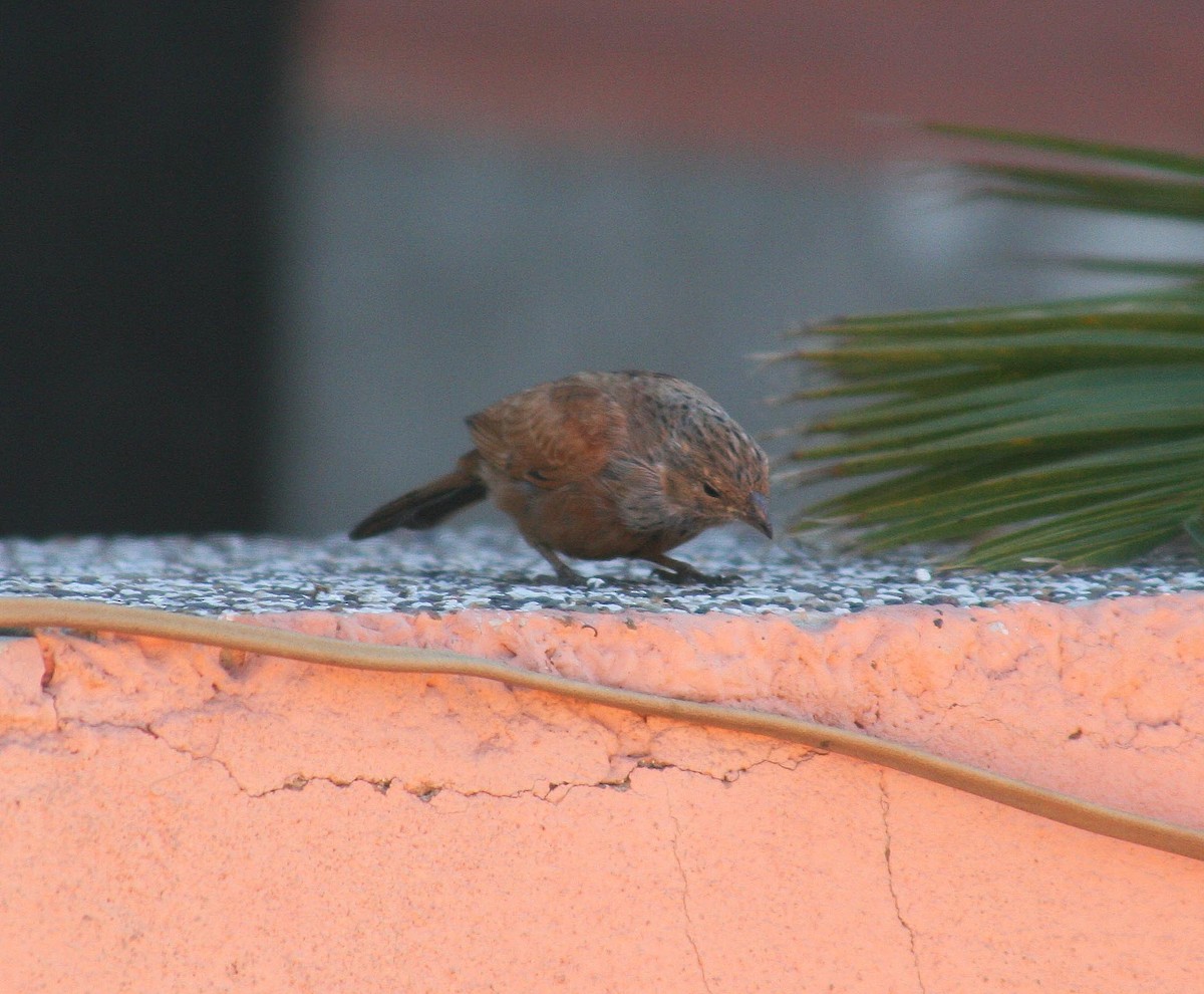 House Bunting - ML613384390