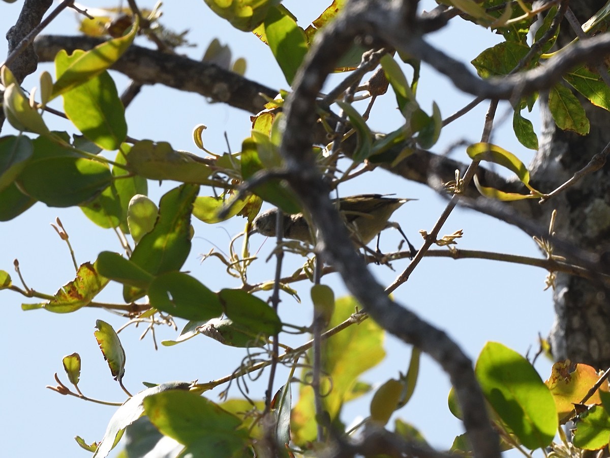 Javan Flowerpecker - Oleg Chernyshov